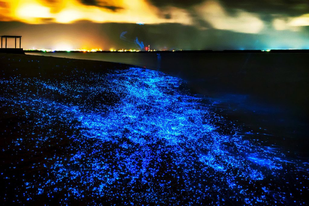 ساحل شب تاب خلیج تویوما در ژاپن