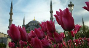 جشنواره لاله های استانبول