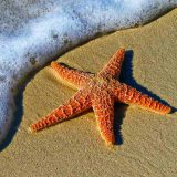 با نیش ستاره دریایی چه کنیم؟ - علائم و اقدامات لازم