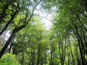 معرفی پارک جنگلی نور مازندران | سفر به دل طبیعت ایران