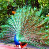معرفی باغ پرندگان کوالالامپور - هر آنچه قبل از رفتن لازم است بدانید
