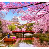 6 تا از بهترین مکان ها برای دیدن شکوفه های گیلاس در نارا، ژاپن